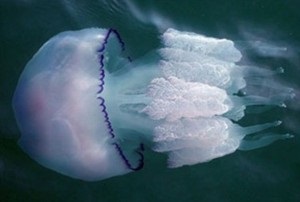 Mi a teendő, ha megcsípte egy medúza, megharapott!