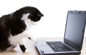 Mi az a Google aps (Google) Mi az a Google aps