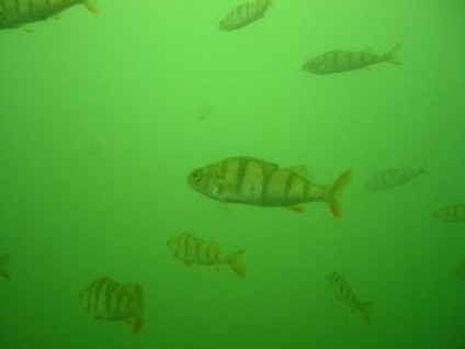 CO2-nek a beültetett akváriumban kezdőknek (akvárium) CO2-nek a beültetett akváriumban a kezdők
