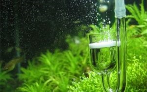 CO2-nek a beültetett akváriumban kezdő (karbonát vízkeménység) CO2-nek a beültetett akváriumban a kezdők