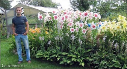 Virágoskert kedvenc liliom és Astilba (virág) Virágoskert kedvenc liliommal és Astilbe