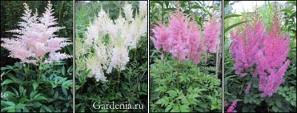 Virágoskert kedvenc liliom és Astilba (virág) Virágoskert kedvenc liliommal és Astilbe
