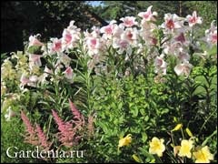 Virágoskert kedvenc liliom és Astilba (virág) Virágoskert kedvenc liliommal és Astilbe