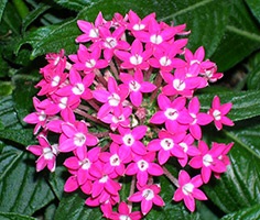 Pentas dísznövénykertészettől és karbantartás (Pentas) Pentas dísznövénykertészettől és gondozás