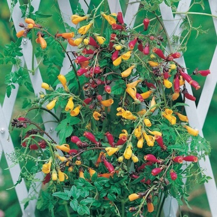 Visloplodnik virág fotó, termesztése és felhasználása a vetőmag a táj design site