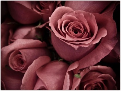 Dusty rose szín-