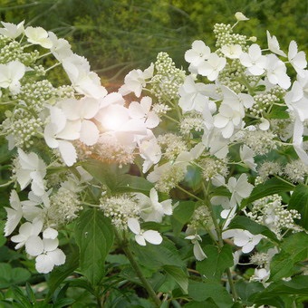Dekoratív fényképet hortenzia fajta és típusú kerti cserjék leírás, telepítési és gondozási