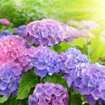 Dekoratív fényképet hortenzia fajta és típusú kerti cserjék leírás, telepítési és gondozási