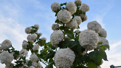 Dekoratív buldenezh viburnum faültetés és karbantartás, fotó