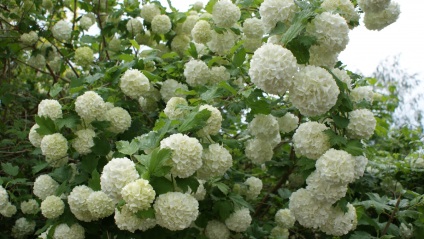 Dekoratív buldenezh viburnum faültetés és karbantartás, fotó