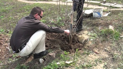 Dekoratív buldenezh viburnum faültetés és karbantartás, fotó