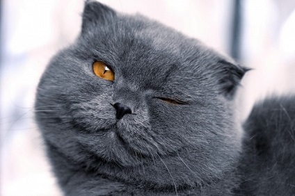 Cat Diary 2 (blog) macska blog 2