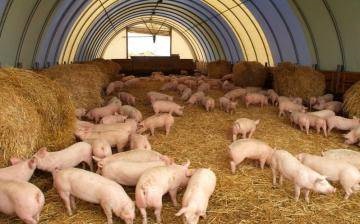A hazai sertés és a vaddisznó a közös háztartásban - Piggy csapat szerelmeseinek (sertés otthon) A hazai sertés és vaddisznó a gazdaságban - klub Piggy szerelmeseinek