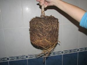 Dracaena marginata - hogyan lehet megújítani - beltéri növények és virágok - Forum (Lara Dina beszél) Dracaena marginata - hogyan lehet megújítani - beltéri növények és virágok - Forum