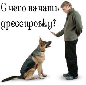 Kutya képzés, alapképzés parancs (pet) Kutyakiképzés, alapvető parancsok képzés