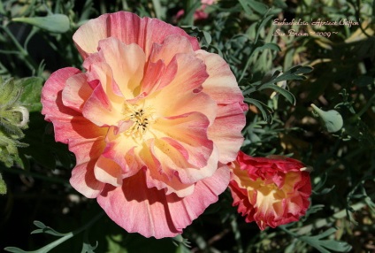 Eschscholzia ültetés és gondozás, egyre nagyobb a mag, fotók fajták (vetőmagok) Eschscholzia ültetés és gondozás, egyre nagyobb a vetőmaghoz fotó
