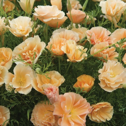 Eschscholzia ültetés és gondozás, egyre nagyobb a mag, fotók fajták (telepítési és ápolási Eschscholzia fotó) Eschscholzia ültetés és gondozás, egyre nagyobb a vetőmaghoz fotó