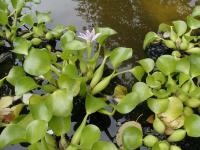 Eichhorn - szokatlan növény igényel különleges gondoskodást