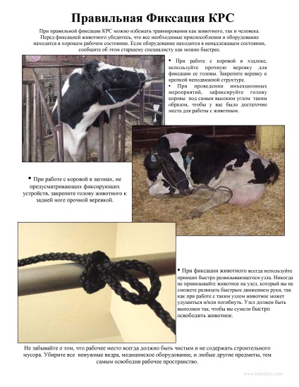 Fixation és kivágása szarvasmarha (rögzítés) A rögzítés és kivágása szarvasmarha