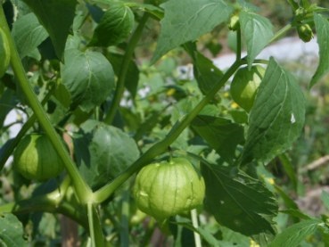Tomatillo, egyre nagyobb a mag (növényi) Tomatillo, egyre nagyobb a vetőmag