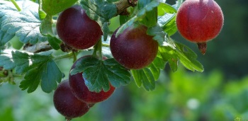 Kialakulása egres bokor metszés szabályok szakaszai