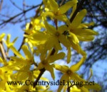 Forsythia cserjék ültetése ellátás fotó reprodukció rugó (Forsythia) Forsythia cserjék ültetése ellátás fotó reprodukciós tavasszal