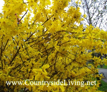 Forsythia cserjék ültetése ellátás fotó reprodukció rugó (ellátás) Forsythia cserjék ültetése ellátás fotó reprodukciós tavasszal