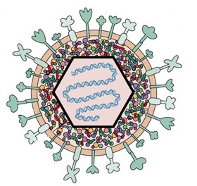 Herpes torok tünetek, kezelés, gyerekek, felnőttek