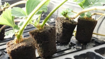 Hidroponikus szamóca a kezüket jellemző rendszer, tápoldatok, berendezések (jellemző) Hydroponics szamóca kezüket jellemző rendszer, tápoldatok, berendezések,