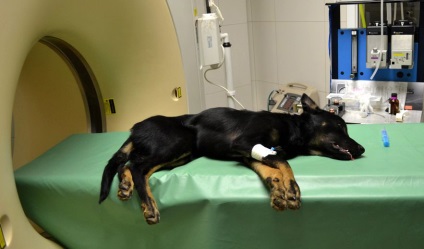 agy hydrocephalus kutyáknál a tünetek, okok és kezelés