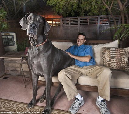 Giant George - a legmagasabb kutya a világon - meghalt, novella hosszú tacskó