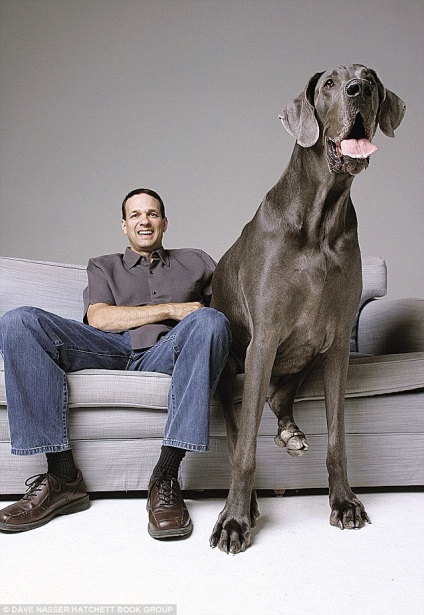 Giant George - a legmagasabb kutya a világon - meghalt, novella hosszú tacskó