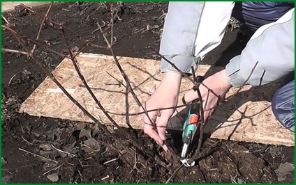 Hortenzia ültetés és gondozás a nyílt területen (hortenzia) Hortenzia ültetés és gondozás a nyílt terepen