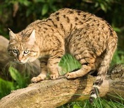 Indian vadmacska (felis silvestris ornata), indiai vadmacska, terület színmegjelenési