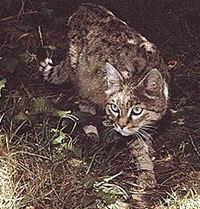 Indian vadmacska (felis silvestris ornata), indiai vadmacska, terület színmegjelenési