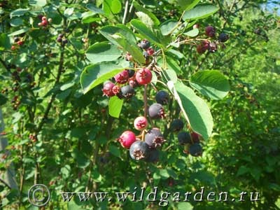 Saskatoon - emelése és gondozás - hasznos tulajdonságokkal irgi - tuskó irgi - gyümölcs és zöldség kert - vad nyári lakó