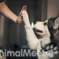 Története kutya és az emberi kapcsolatok - a szeretet háziállat