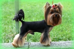 Yorkshire terrier fajta leírás, karakter, karbantartásáról, etetés, szabványok, zoosecrets