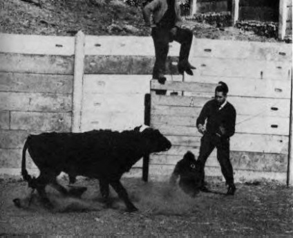 Hogyan kell viselkedni egy bika, ha küld neki egy díjat az agyban - a legérdekesebb hely a (cél) Hogyan kell viselkedni egy bika, ha küld neki egy díjat az agyban - a legérdekesebb hely