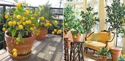 Hogyan növekszik a citrom otthon egy kő