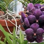 Hogyan lehet növelni a gyökerei az orchidea a víz felett különböző módokon