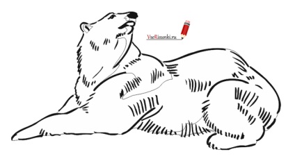 Hogyan kell felhívni a fehér ceruzával medve fázis