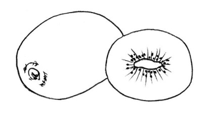 Hogyan kell felhívni kiwi, kivi ceruza szekcionált festékek szakaszokban (rajz festékek) Hogyan kell felhívni kiwi, kivi ceruza szekcionált festékek szakaszaiban