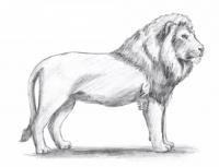 Hogyan kell felhívni egy oroszlán ceruza szakaszaiban