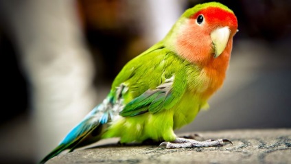 Hogyan kell tanítani a papagáj nem kell félni a kezét