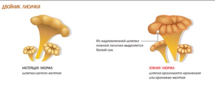 Hogyan lehet megkülönböztetni a hamis az ehető gombák páros - tipp - helyén Vadim Anikanova