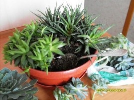 Ahogy átültetett szoba succulents (zamatos) Hogyan transzplantáció a szoba pozsgások