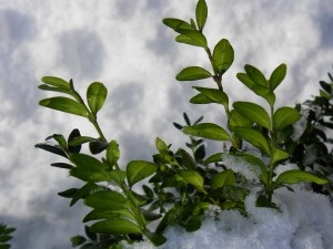 Hogyan lehet növelni a terep növények rasteniyzhizn
