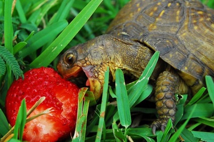 Hogyan táplálja a teknősök