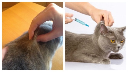 Hogyan készítsünk egy macska injekciós készítmény és a folyamat